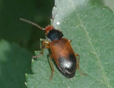 Carabidae : Diachromus germanus? S